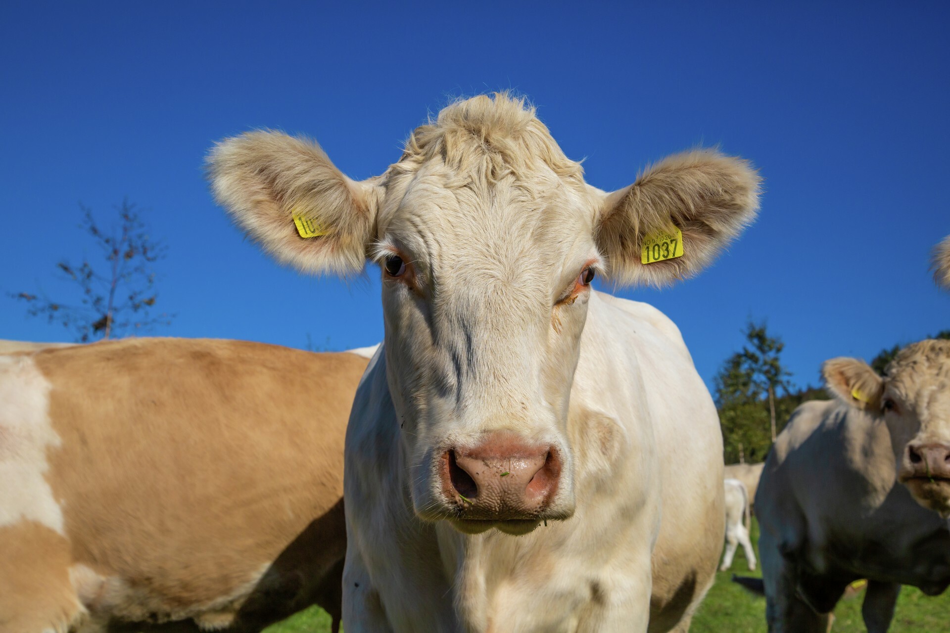 A890c3ed 8c6f 11eb 8fe9 8ed93ac40213 Elkontrolllandbruk Grangard2019 TRA00811 1920 Foto Heidi Storm Middleton